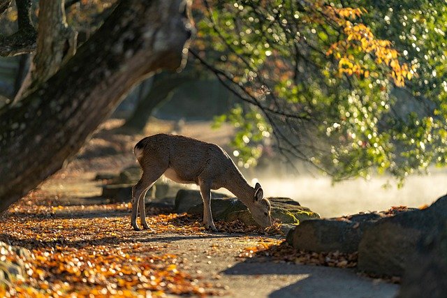 Nara, Japan